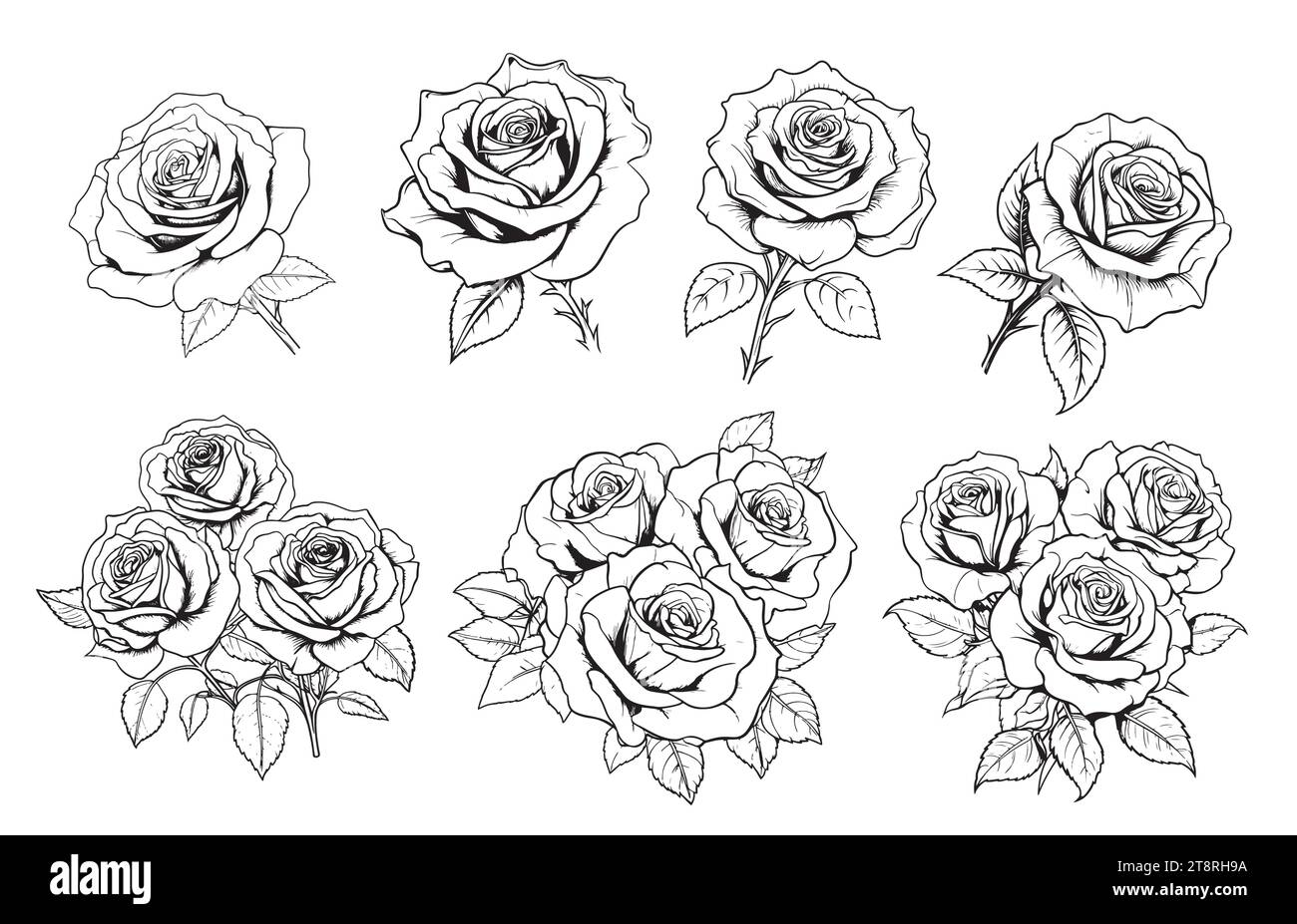 Big set of rose flowers, buds, leaves and stems in engraving style