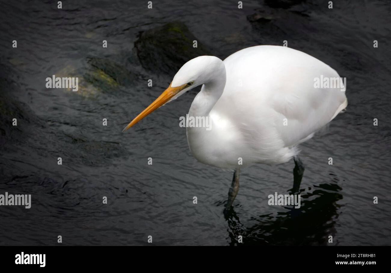 White heron,( Egretta alba modesta),NZ, A large white heron with a long yellow bill, long dark legs and a very long neck. When breeding, the bill becomes grey-black and long filamentous plumes develop, mainly on the back. In flight, the white heron tucks its heads back into its shoulders so that the length of its neck is hidden, giving it a hunched appearance. When walking, the white heron has an elegant upright stance showing the extreme length of its neck. When resting it is more hunched with its head tucked in, making the birds appear more bulky. Stock Photo