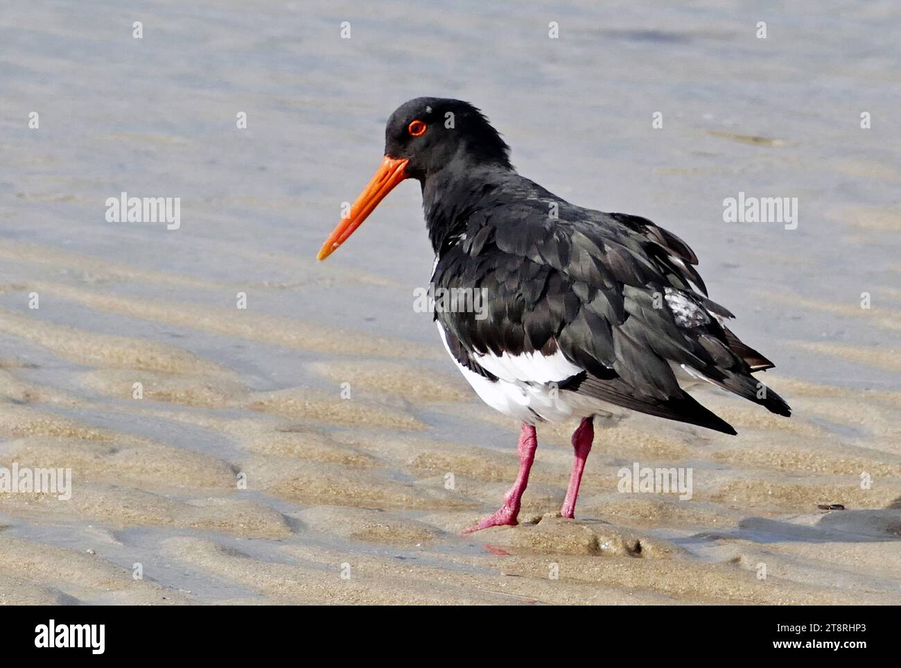 Variable oystercatcher (Haematopus unicolor), The variable oystercatcher is a large heavily-built shorebird. Adults have black upperparts, their underparts vary from all black, through a range of smudgy intermediate states to white. They have a conspicuous long bright orange bill (longer in females), and stout coral-pink legs. The iris is red and eye-ring orange. Downy chicks occur in two colour morphs; they have a black bill, pale-mid grey upper parts with black markings, and either grey or off-white underparts. Stock Photo