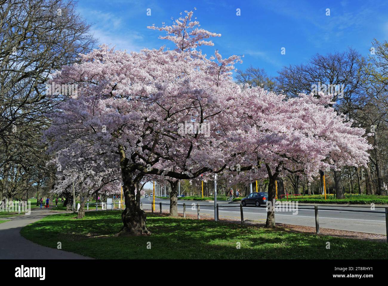 Yoshino Cherry, Prunus x yedoensis Awanui Hybrid Yoshino Cherry Stock ...