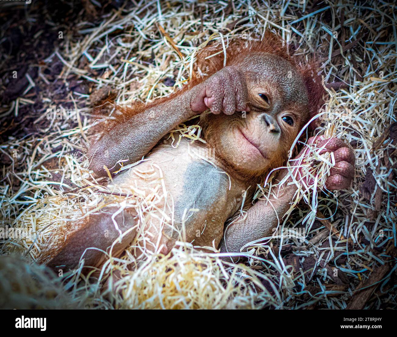 The six month old Bornean orangutan is a vital birth BLACKPOOL ZOO, ENGLAND  THE CUTEST IMAGES of a six month old baby orangutan smiling in its sleep h  Stock Photo - Alamy