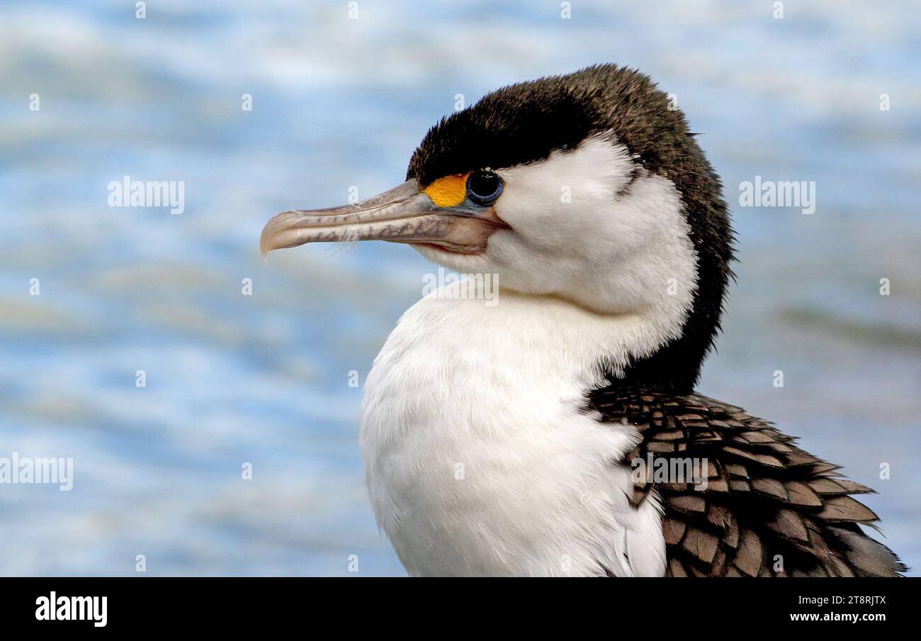 The pied shag,(Phalacrocorax varius,), Pied shags mainly inhabit coastal habitats about much of New Zealand. Adults have the crown, back of the neck, mantle, rump, wings, thighs and tail black, although on close inspection the upper wing coverts are grey-black with a thin black border. The face, throat, sides of neck and underparts are white. The long, hooked beak is grey, the iris is green, and legs and feet black. On breeding adults, the skin in front of the eye is yellow, at the base of beak is pink or pink-red, and the eye-ring is blue. Stock Photo