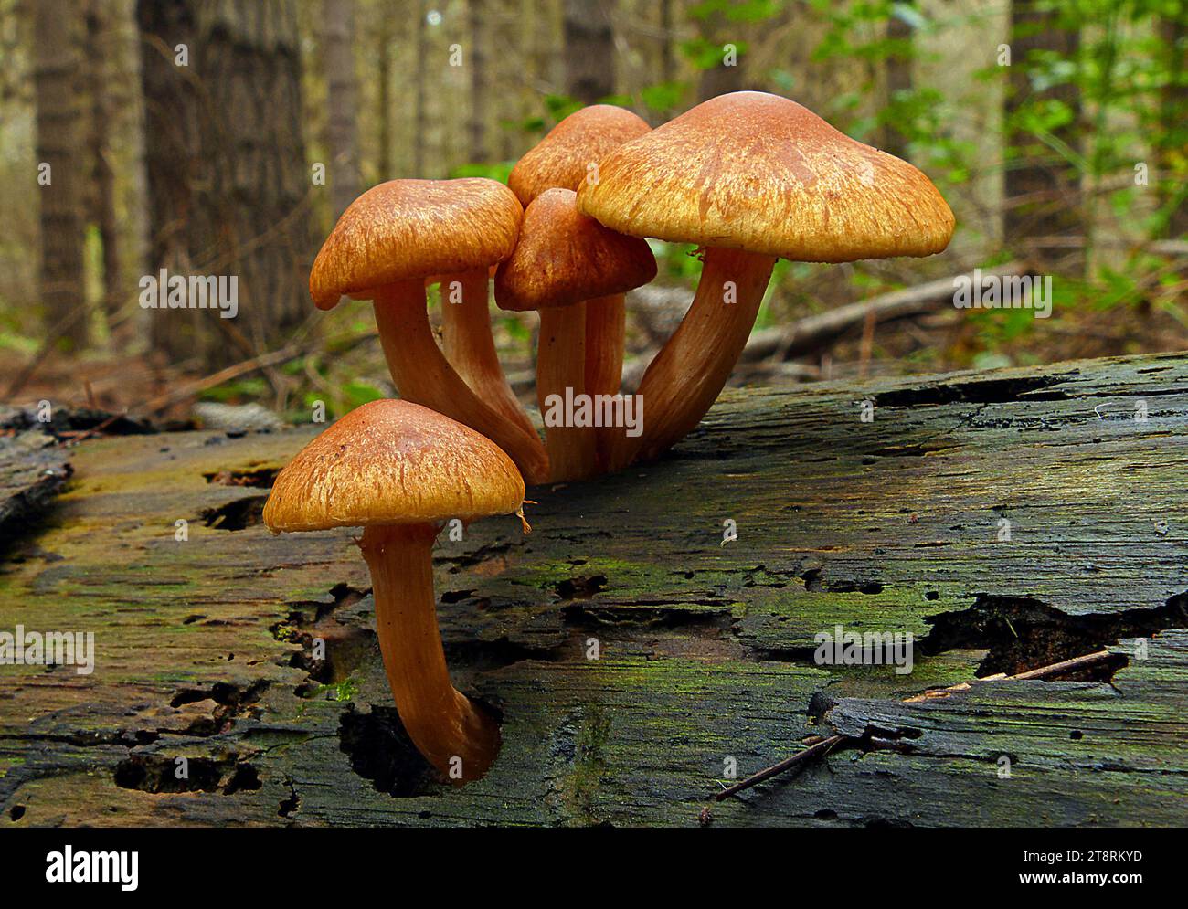 Gymnopilus, Gymnopilus is a genus of gilled mushrooms within the fungal family Strophariaceae containing about 200 rusty-orange spored mushroom species formerly divided among Pholiota and the defunct genus Stock Photo