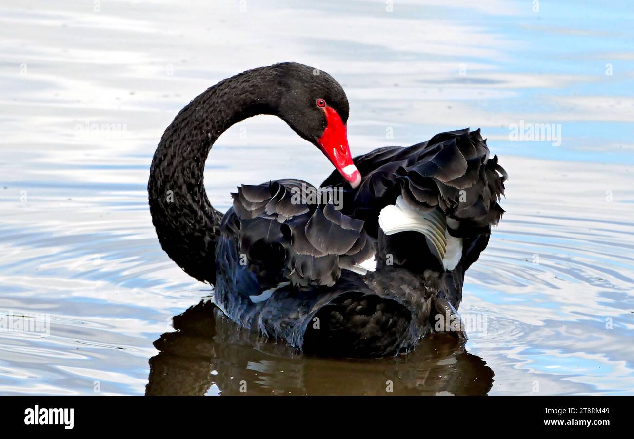 The black swan (Cygnus atratus), In adult Black Swans the body is mostly black, with the exception of the broad white wing tips which are visible in flight. The bill is a deep orange-red, paler at the tip, with a distinct narrow white band towards the end. Younger birds are much greyer in colour, and have black wing tips. Adult females are smaller than the males Stock Photo