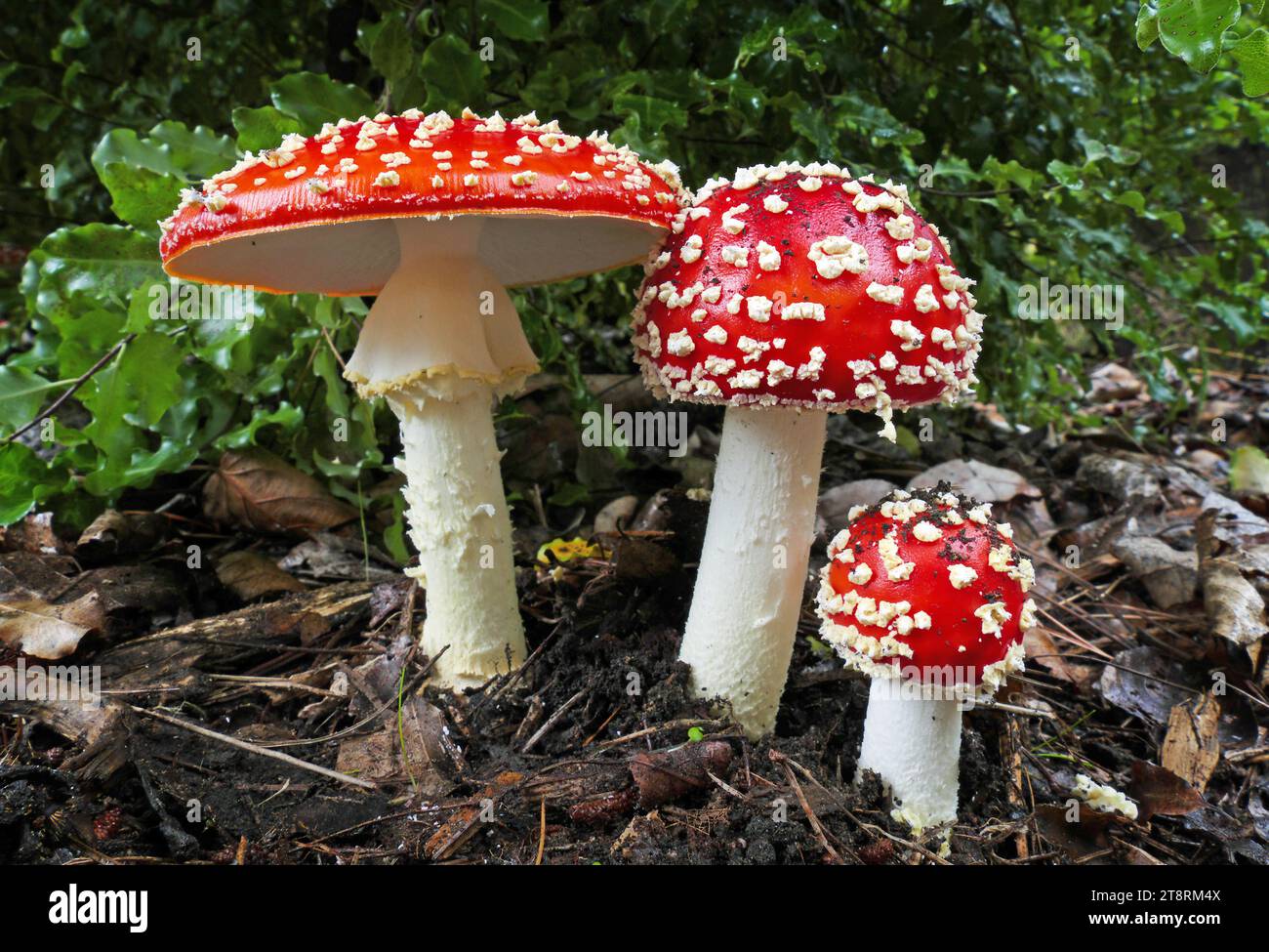 Fly Agric. (Amanita muscaria), The fly agaric is an attractive, vibrantly coloured toadstool, which is familiar and instantly recognisable . It has a bright red cap, which fades to an orange or orange-yellowish colour with age. The fluffy white spots on the cap often take on a yellowish tinge as they grow old, and may occasionally be washed away by rain The stem has a bulbous base, and tapers towards the cap . This fungus is dangerously poisonous and should NEVER be tasted Stock Photo