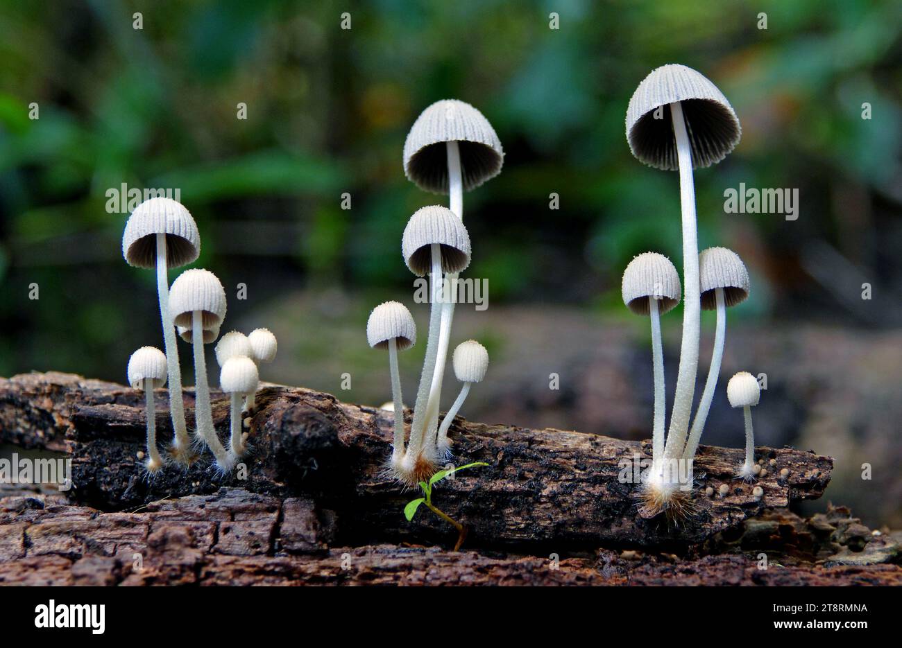 Mycena. sp, Mycena is a large genus of small saprotrophic mushrooms that are rarely more than a few centimeters in width. They are characterized by a white spore print, a small conical or bell-shaped cap, and a thin fragile stem Stock Photo