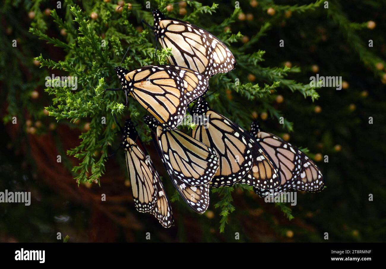 Monarch butterflies, Butterflies, bees and other insects are small and