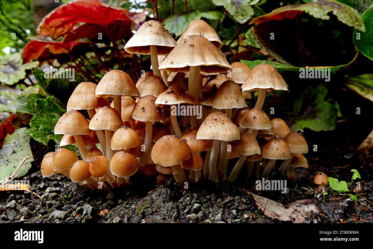 Coprinellus micaceus, Coprinellus micaceus is a common species of fungus in the family Psathyrellaceae with a cosmopolitan distribution. The fruit bodies of the saprobe typically grow in clusters on or near rotting hardwood tree stumps or underground tree roots Stock Photo