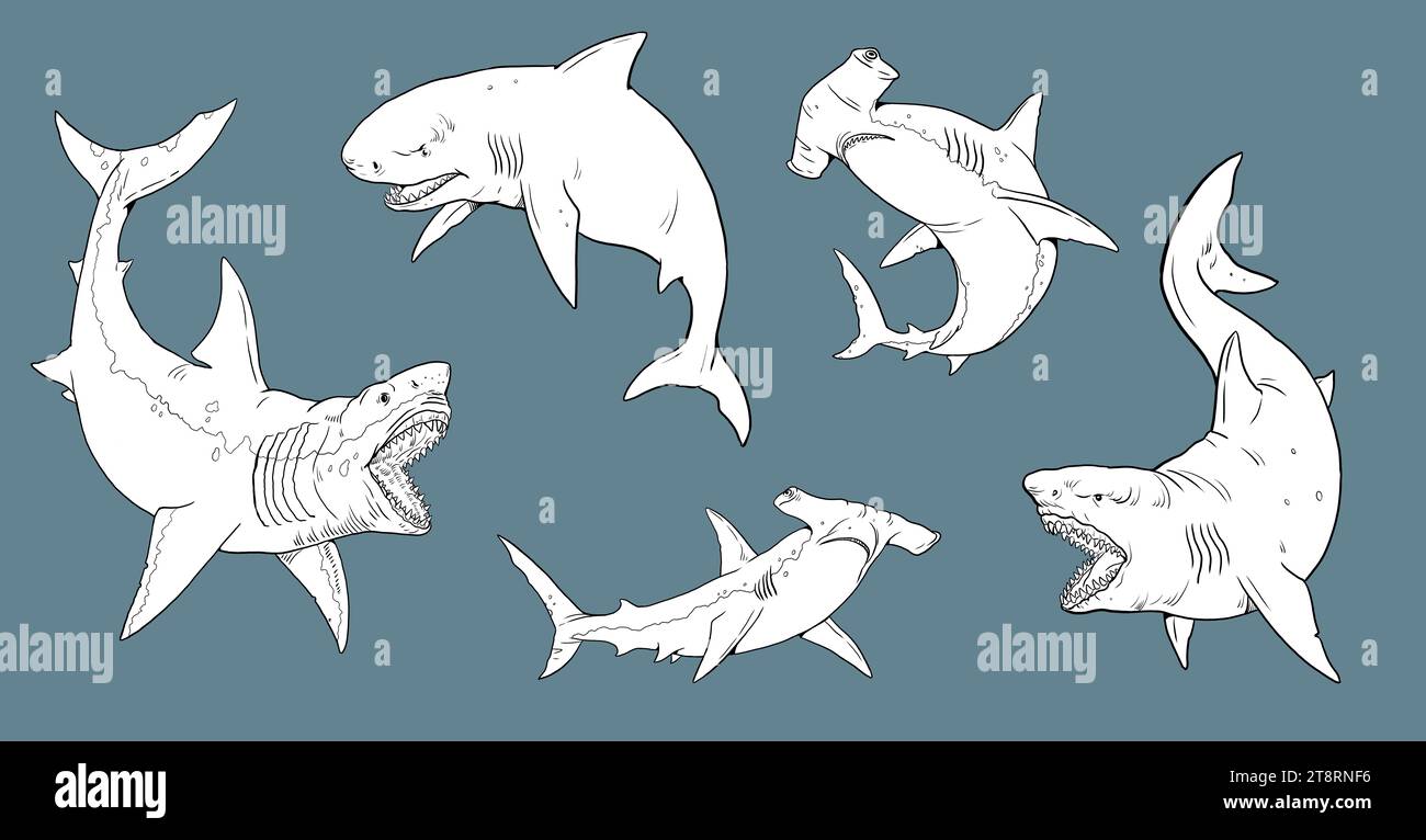Set with sharks templates for coloring: great white shark, megalodon, mako and hammerhead shark. Hand drawn illustration. Stock Photo