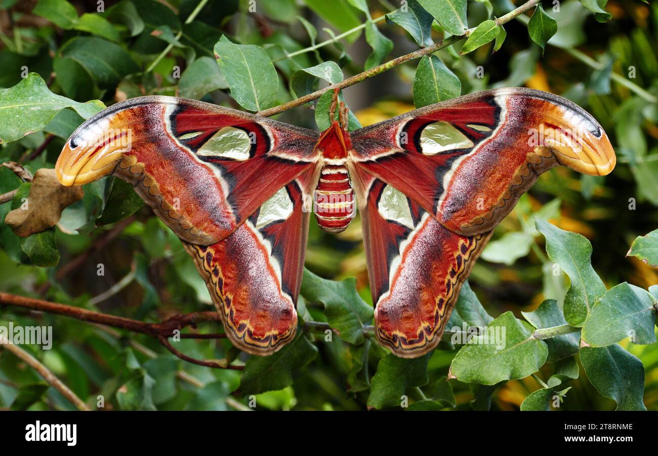 Atlas moth.(Attacus atlas), Common across the Malay archipelago, these