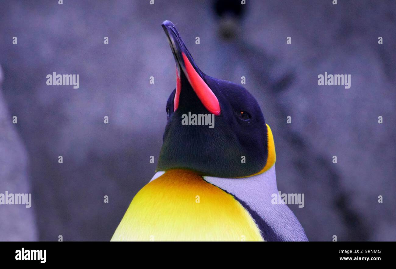 King Penguin Calgary Zoo, Average Weight: 15kg - 33lb Stock Photo