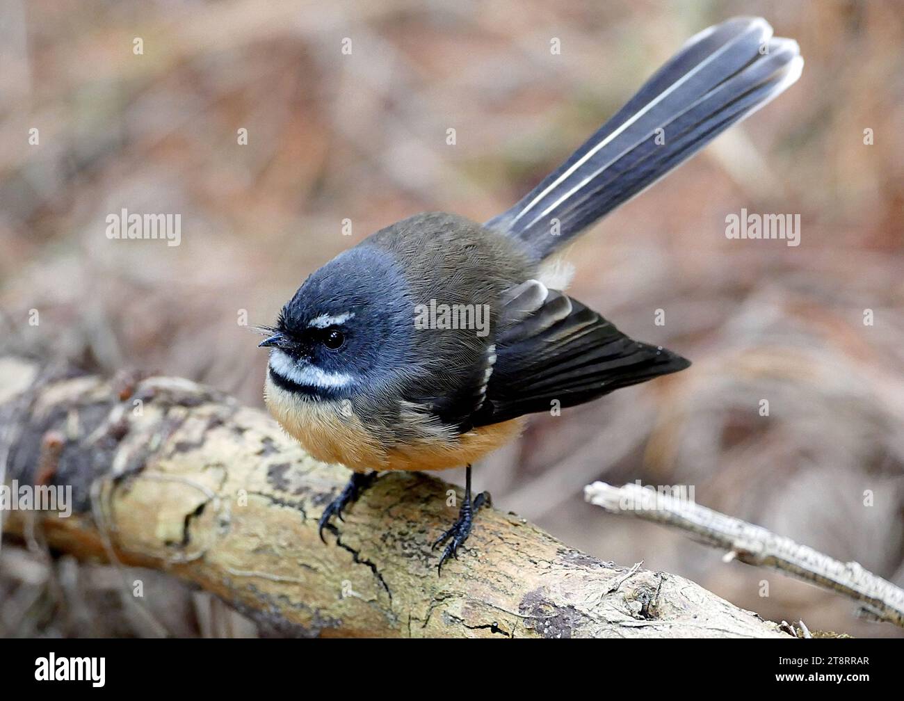 New Zealand fantail. (Rhipidura fuliginosa), The fantail is one of New Zealands best known birds, with its distinctive fanned tail and loud song, and particularly because it often approaches within a metre or two of people. Its wide distribution and habitat preferences, including frequenting well-treed urban parks and gardens, means that most people encounter fantails occasionally. They can be quite confiding, continuing to nest build or visit their nestlings with food when people watch quietly. There are two colour forms or morphs of fantail Stock Photo