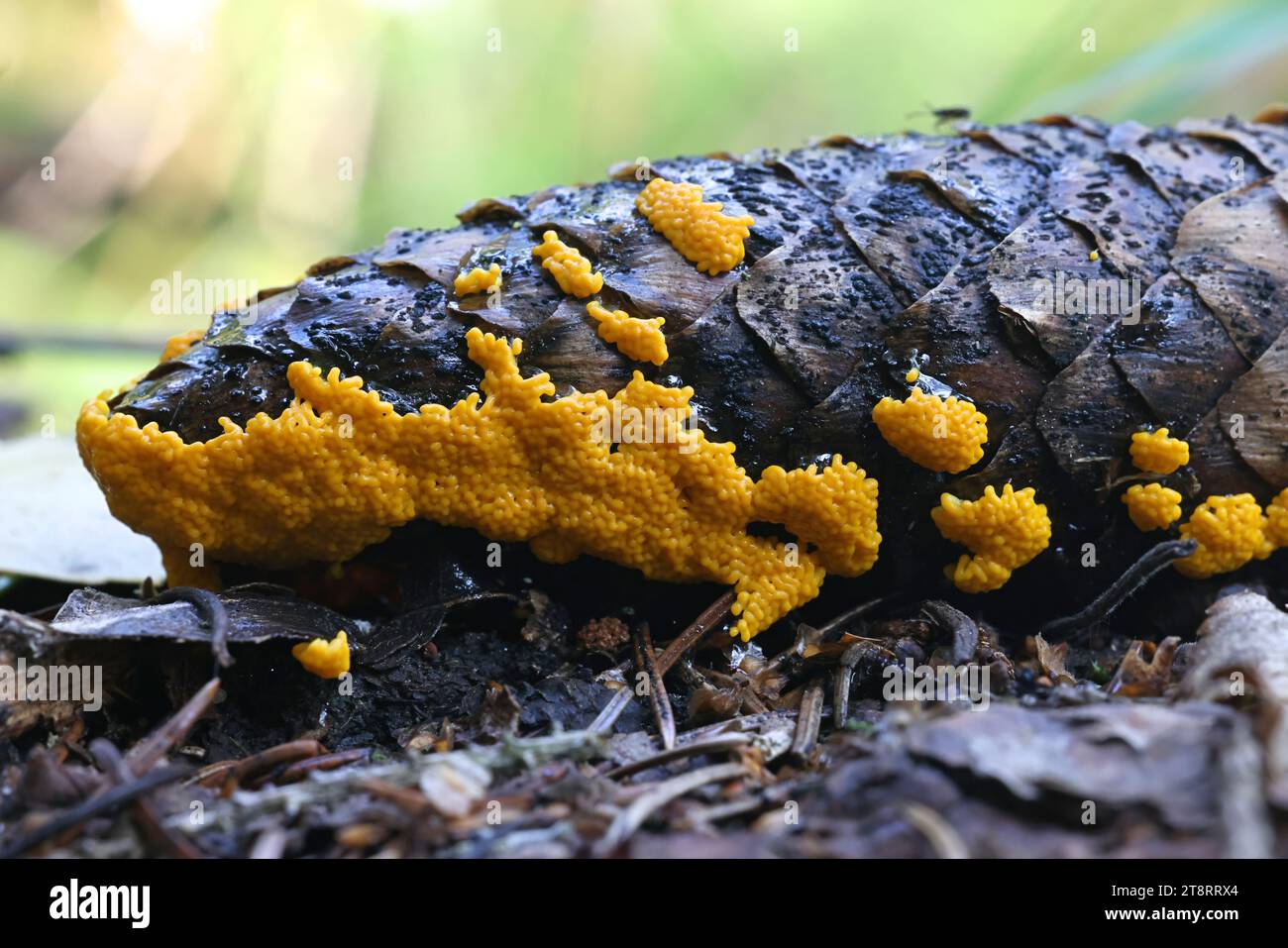 Physarum virescens, a yellow slime mold from Finland, no common English name Stock Photo