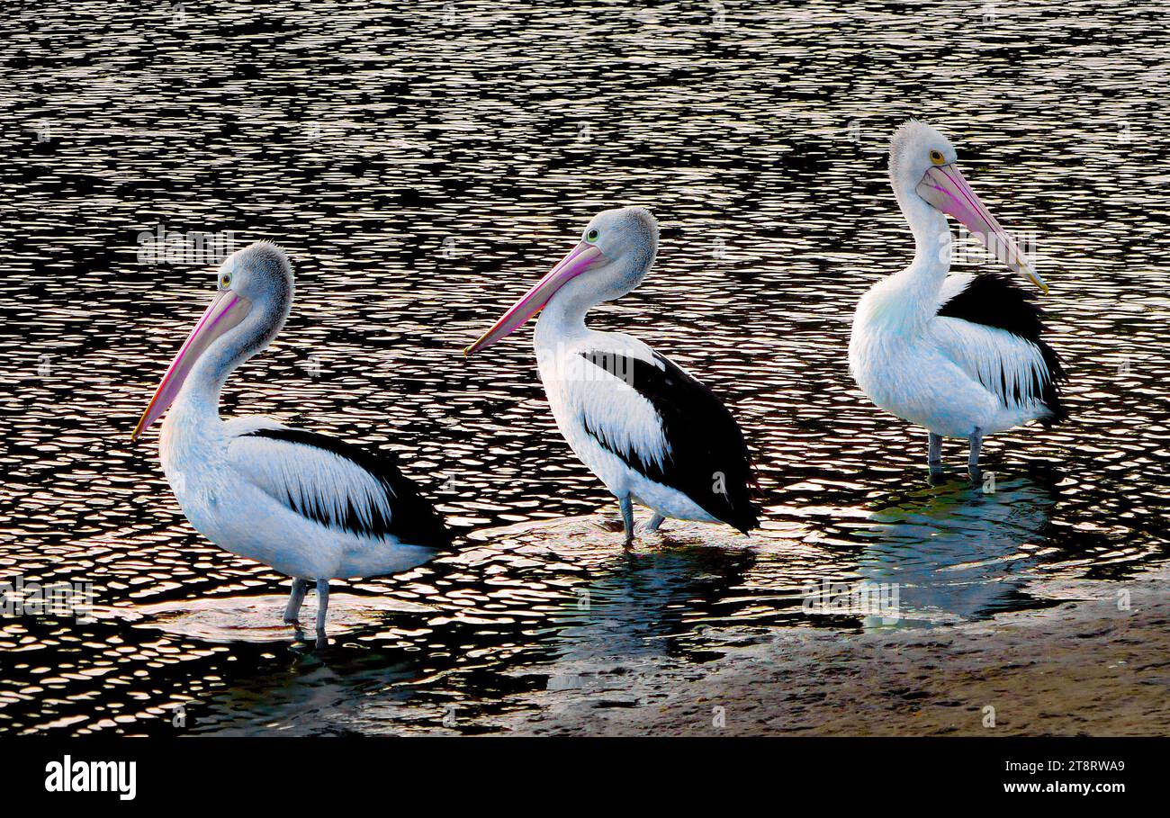 The Australian pelican (Pelecanus conspicillatus), Australian Pelicans are large shore birds who measure 1.6 – 1.9 metres (5.3 – 6.2 feet) in length and weigh 4 – 6.8 kilograms with some larger birds weighing up to 8.2 kilograms Stock Photo