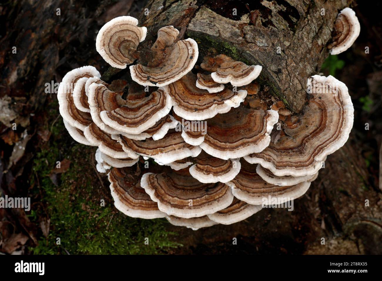 Turkey tail Fungus, Turkey Tails, (Trametes versicolor) fruiting body on rotting tree log, Trametes versicolor – also known as Coriolus versicolor and Polyporus versicolor – is a common polypore mushroom found throughout the world. Meaning 'of several colours', versicolor reliably describes this fungus that displays different colors Stock Photo