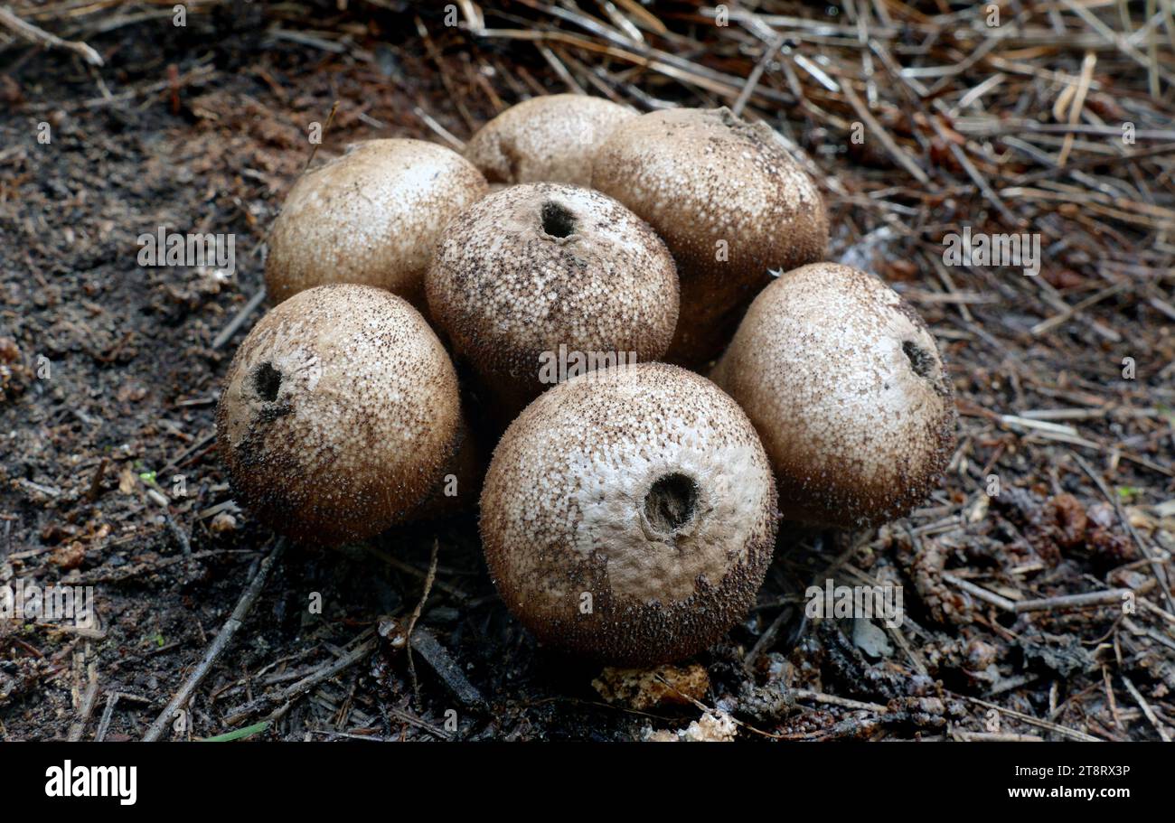 Wolf-fart Puffball, Stump Puffball (Lycoperdon pyriforme), Lycoperdon is a genus of puffball mushrooms. The genus has a widespread distribution and contains about 50 species.In general, it contains the smaller species such as the pear-shaped puffball and the gem-studded puffball. It was formerly classified within the now-obsolete order Lycoperdales, as the type genus which, following a restructuring of fungal taxonomy brought about by molecular phylogeny, has been split. Lycoperdon is now placed in the family Agaricaceae of the order Agaricales Stock Photo