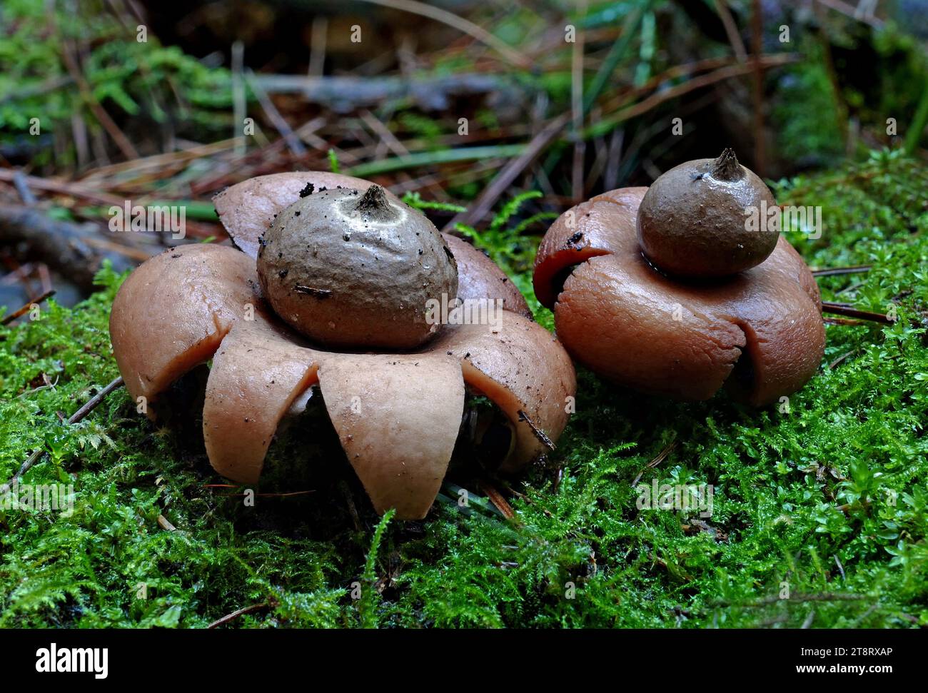 A pair of earth stars.(Geastrales), Earthstar fungus isnt hard to spot because of its distinct, star-like appearance. The colors arent star-like though, as the oddly beautiful earthstar fungus displays various shades of brownish-gray. The central puffball, or sac, is smooth, while the pointy arms have a crackled appearance. This interesting fungus is also known as barometer earthstar because it reacts to the level of humidity in the air. When the air is dry, the points fold up around the puffball to protect it from weather and from various predators. Stock Photo