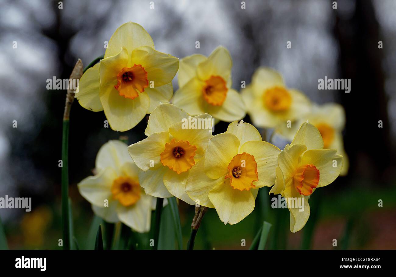 Daffodils, Narcissus is a genus of predominantly spring perennial plants of the Amaryllidaceae family. Various common names including daffodil, daffadowndilly, narcissus and jonquil are used to describe all or some members of the genus Stock Photo