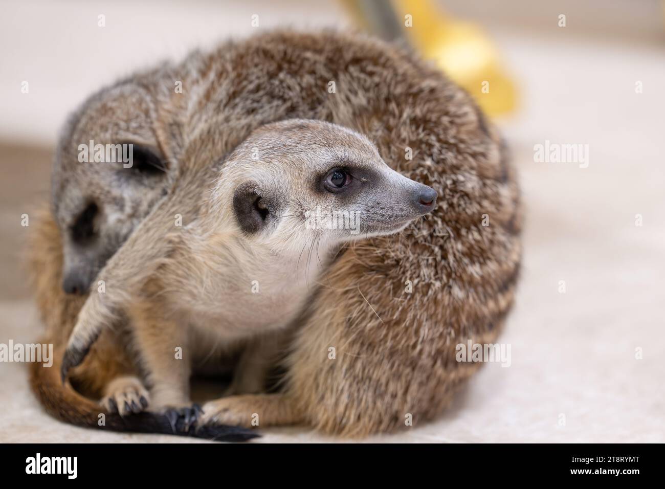 Meerkat being cuddled by sleeping meerkat Stock Photo