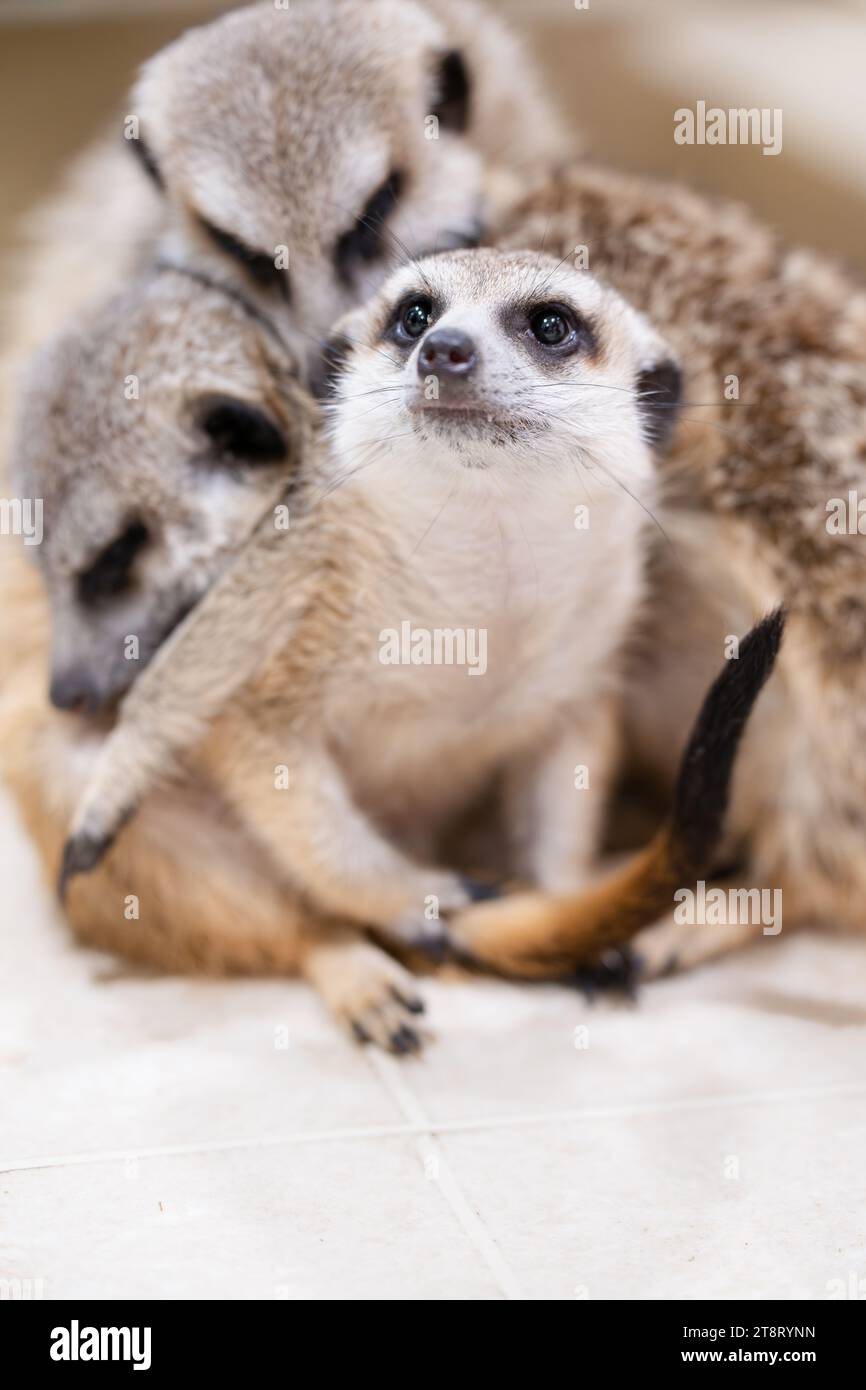 Meerkat cuddling while one watches Stock Photo