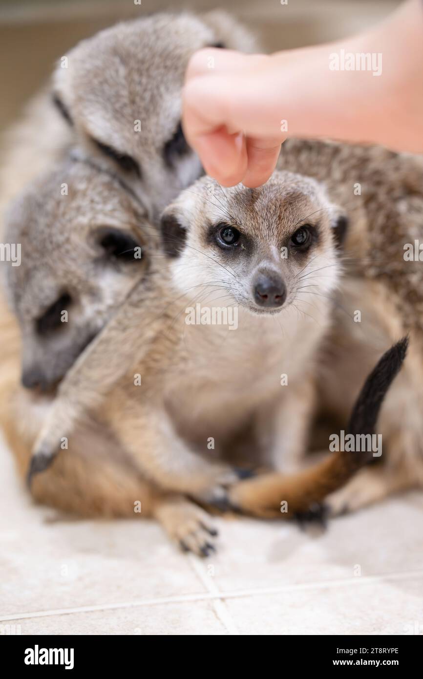 Meerkat being petted while watching over other meerkats sleeping Stock Photo