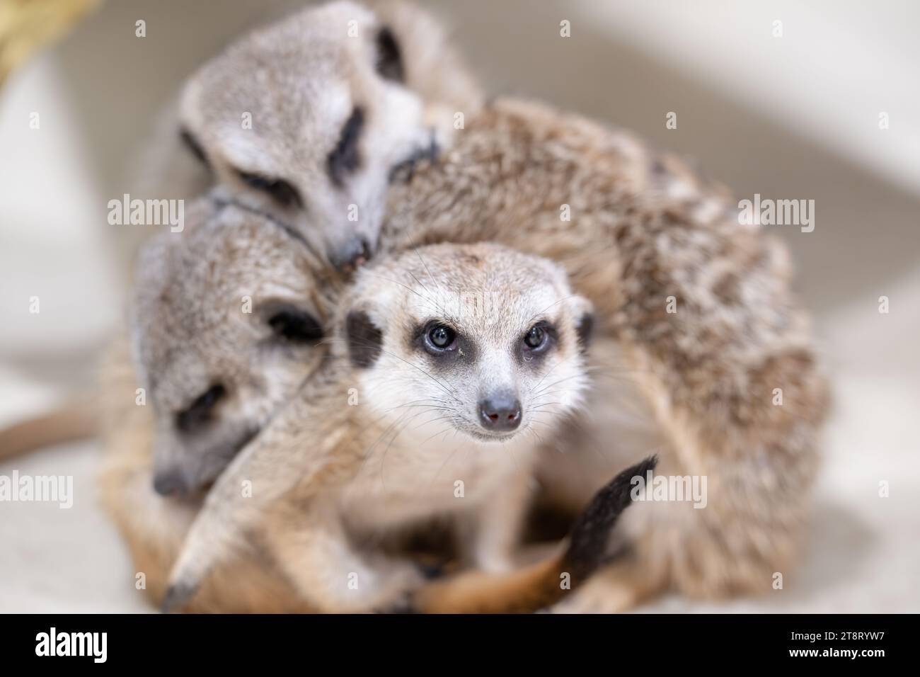 Meerkat on guard while the rest sleeps Stock Photo