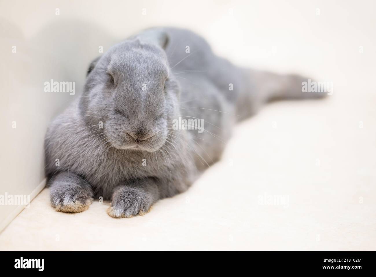 A large grey rabbit with ears down resting Stock Photo