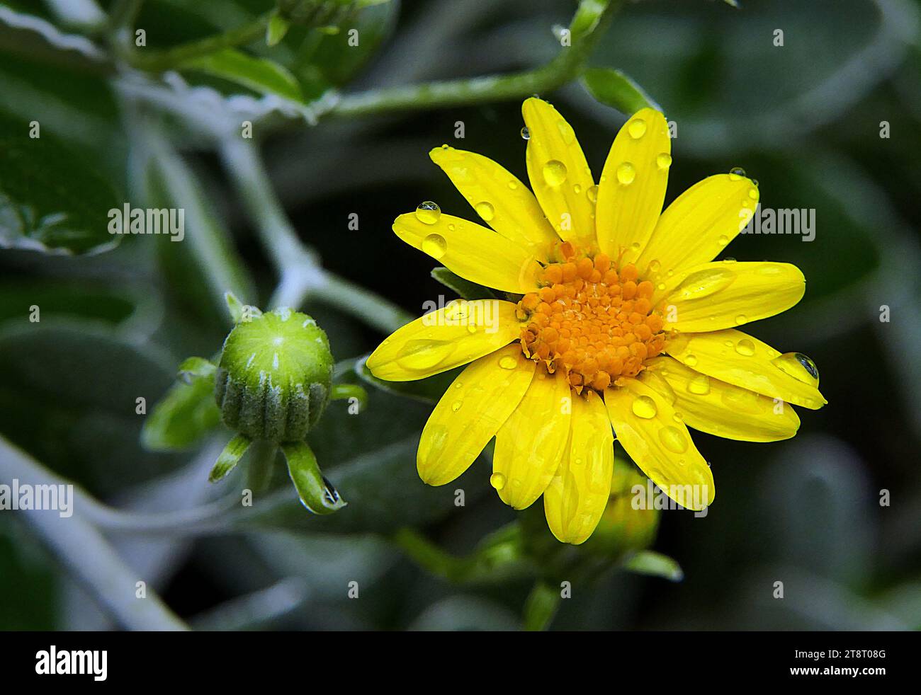 Senecio - Daisy Bush, Brachyglottis greyi, also called Senecio greyi, with the common name daisy bush is a member of the large Asteraceae family and belongs to the genus Brachyglottis Stock Photo