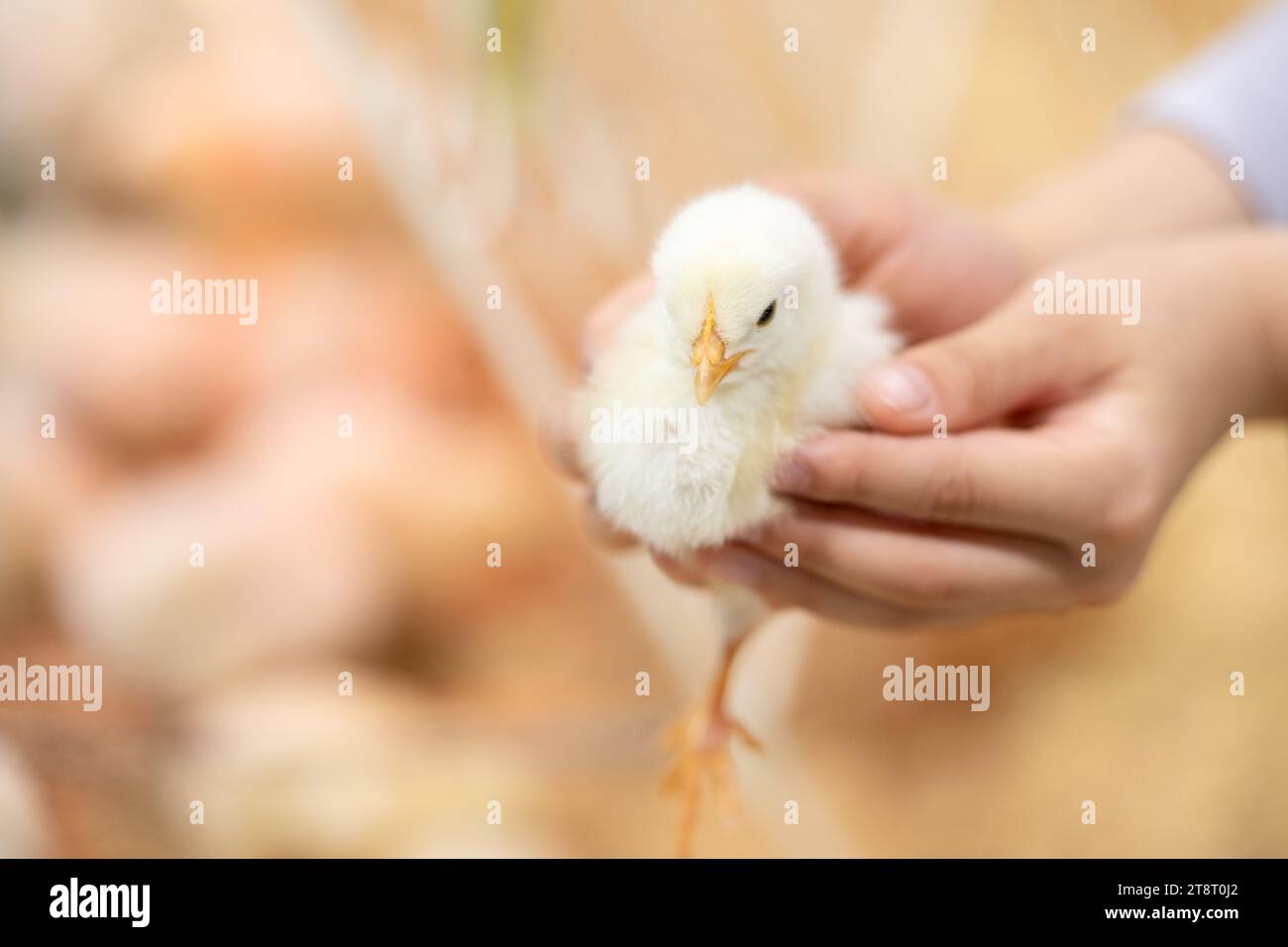 holding a little yellow chicken with both hands Stock Photo