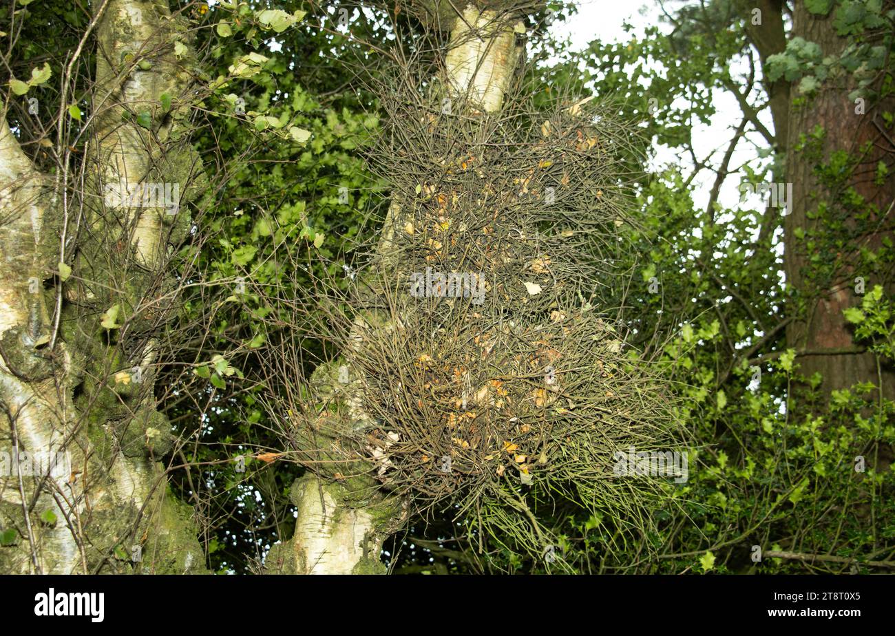 Largest of the Taphrina parasitic fungus, the Witches Broom is the result of the parasite creating dense twig formation often mistaken for a dray. Stock Photo