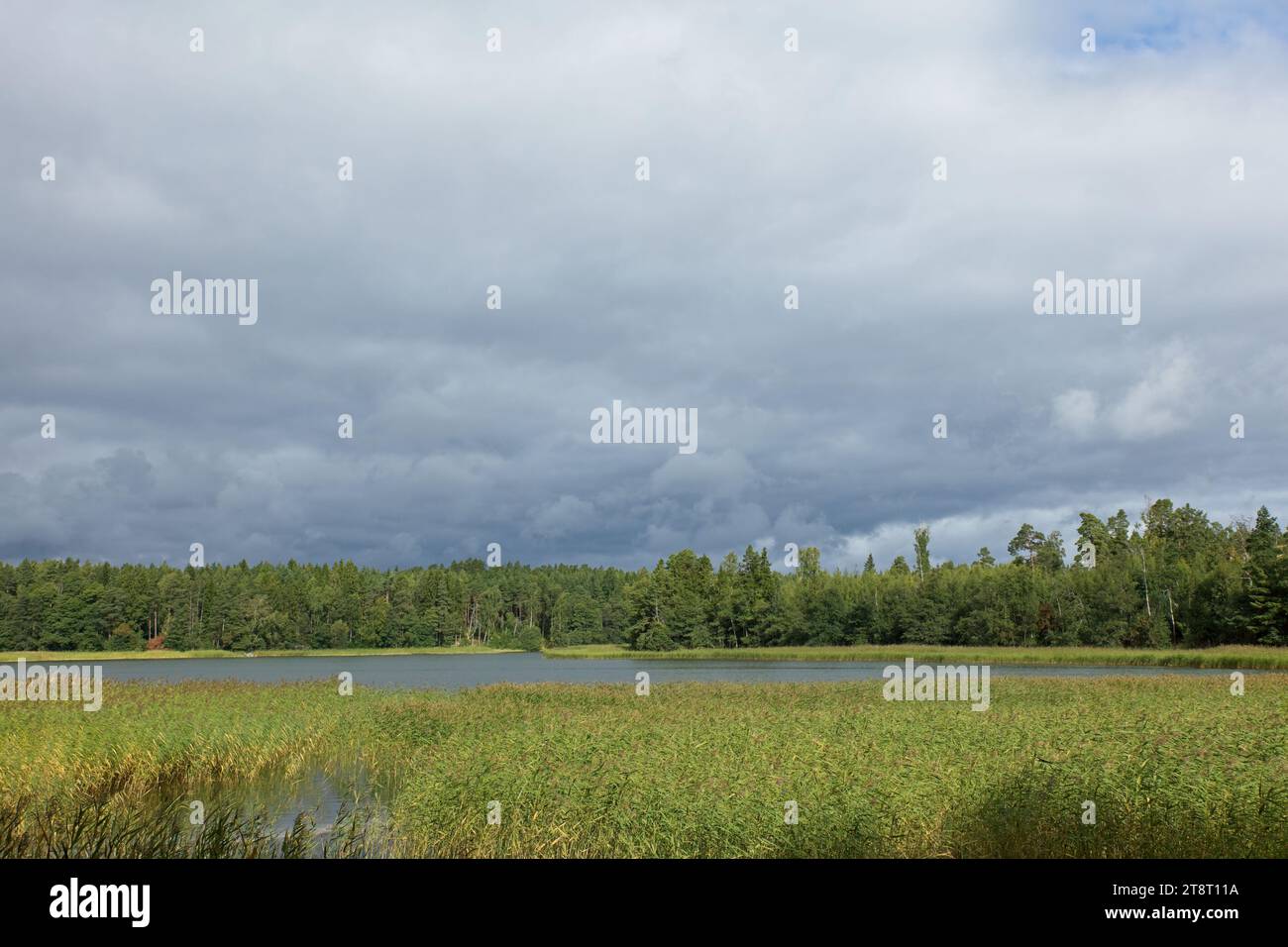 Seashore with reeds on the island of Linlo with in cloudy in the sky in autumn, Kirkkonummi, Finland. Stock Photo