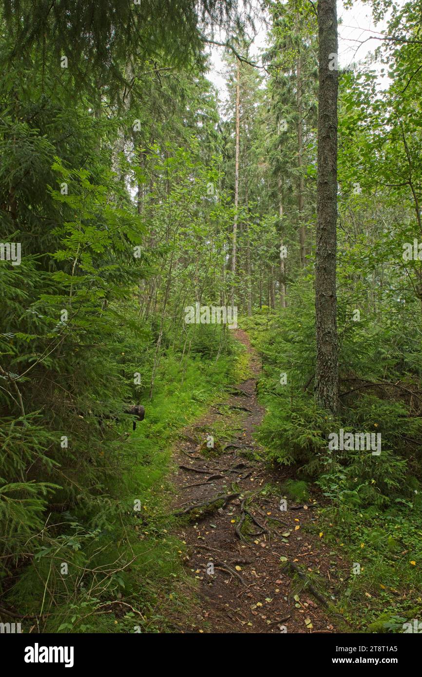 Trail in nature on the island of Linlo in autumn, Kirkkonummi, Finland. Stock Photo