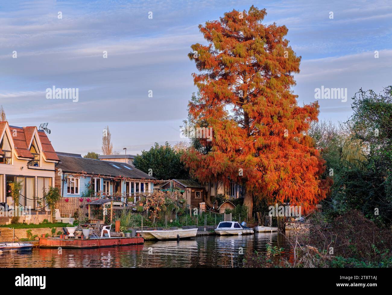Swamp Cypress tree on Garrick's Ait in the River Thames. West Molesey, Surrey, England. Stock Photo