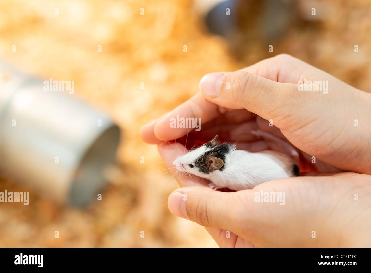 Child's hands holding a small mouse Stock Photo