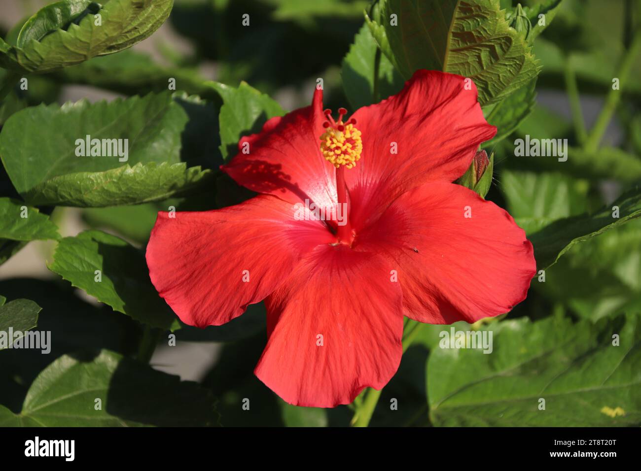 Gumamela flower discount