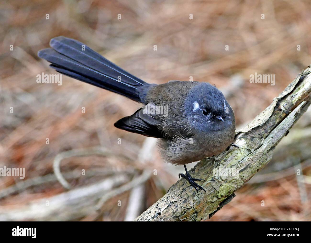 The fantail. (Rhipidura fuliginosa), The fantail or pīwakawaka (Rhipidura fuliginosa) is 16 centimetres long, including its 8-centimetre tail. It weighs 8 grams. Most fantails are brown above and pale underneath. Their fan-like tail, usually held high above the body, is made up of long dark central feathers flanked by white feathers. About 20% of South Island fantails are completely black Stock Photo