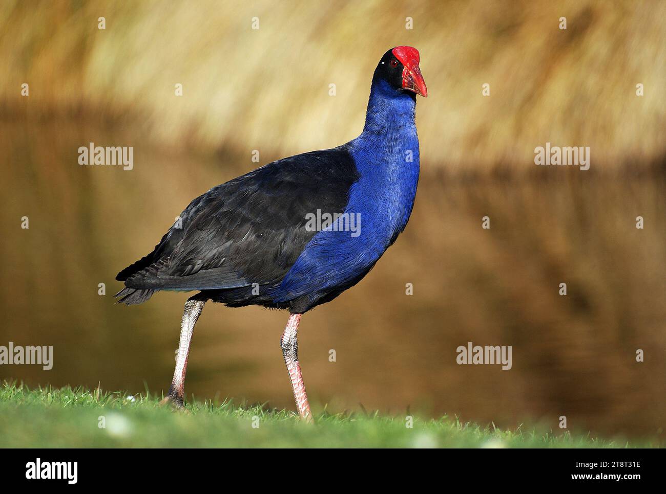 Australasian swamphen, The Australasian swamphen (Porphyrio melanotus) is a species of swamphen (Porphyrio) occurring in eastern Indonesia (the Moluccas, Aru and Kai Islands), Papua New Guinea, Australia and New Zealand. In New Zealand, it is known as the pukeko (from the Māori pūkeko). The species used to be considered a subspecies of the purple swamphen Stock Photo