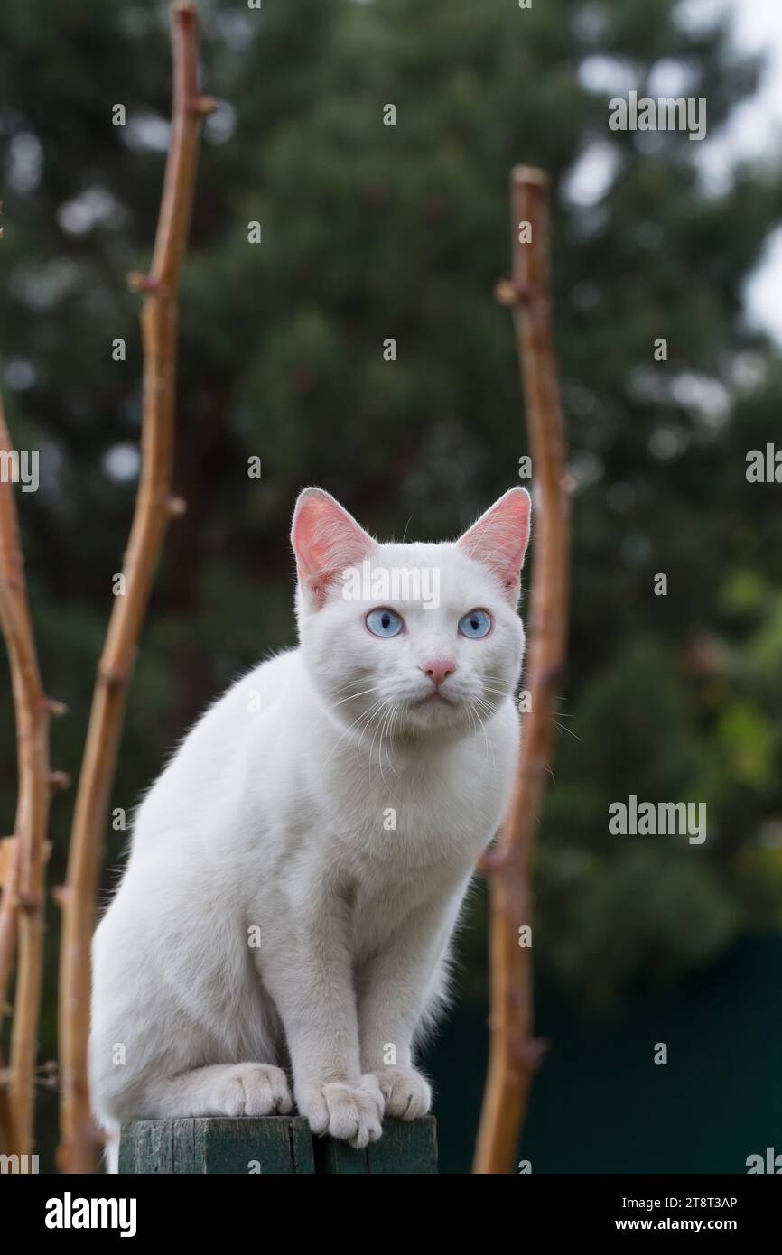 Young white cat with blue eyes sitting on the green wooden fence Stock ...