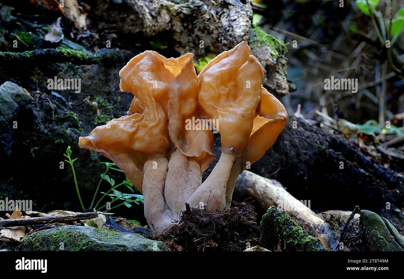 Gyromitra tasmanica False morel, The false morels. These large operculate discomycetes have lobed and distorted, sometimes saddle-shaped caps and well-defined stalks. There are at least two species in New Zealand, the indigenous G. tasmanica and the exotic G. infula. Both are poisonous Stock Photo