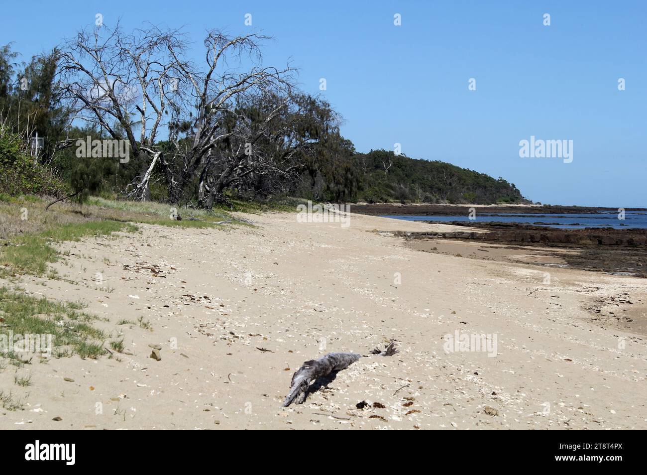 Beach with sand, trees and the ocean at Point Vernon at Hervey Bay, Queensland, Australia Stock Photo