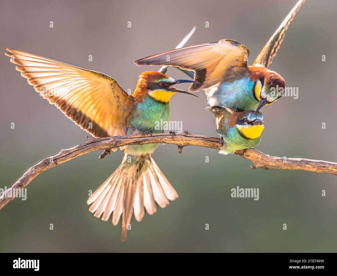 European Bee-Eater (Merops apiaster) fighting in flight over territory on blurred background near Breeding Colony. Wildlife scene of Nature in Europe. Stock Photo