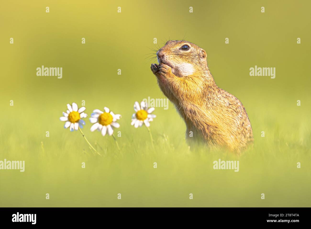 European Ground Squirrel (Spermophilus citellus) or Souslik. Rodent looking at camera in upright position. Wildlife Scene of Nature in Europe. Stock Photo