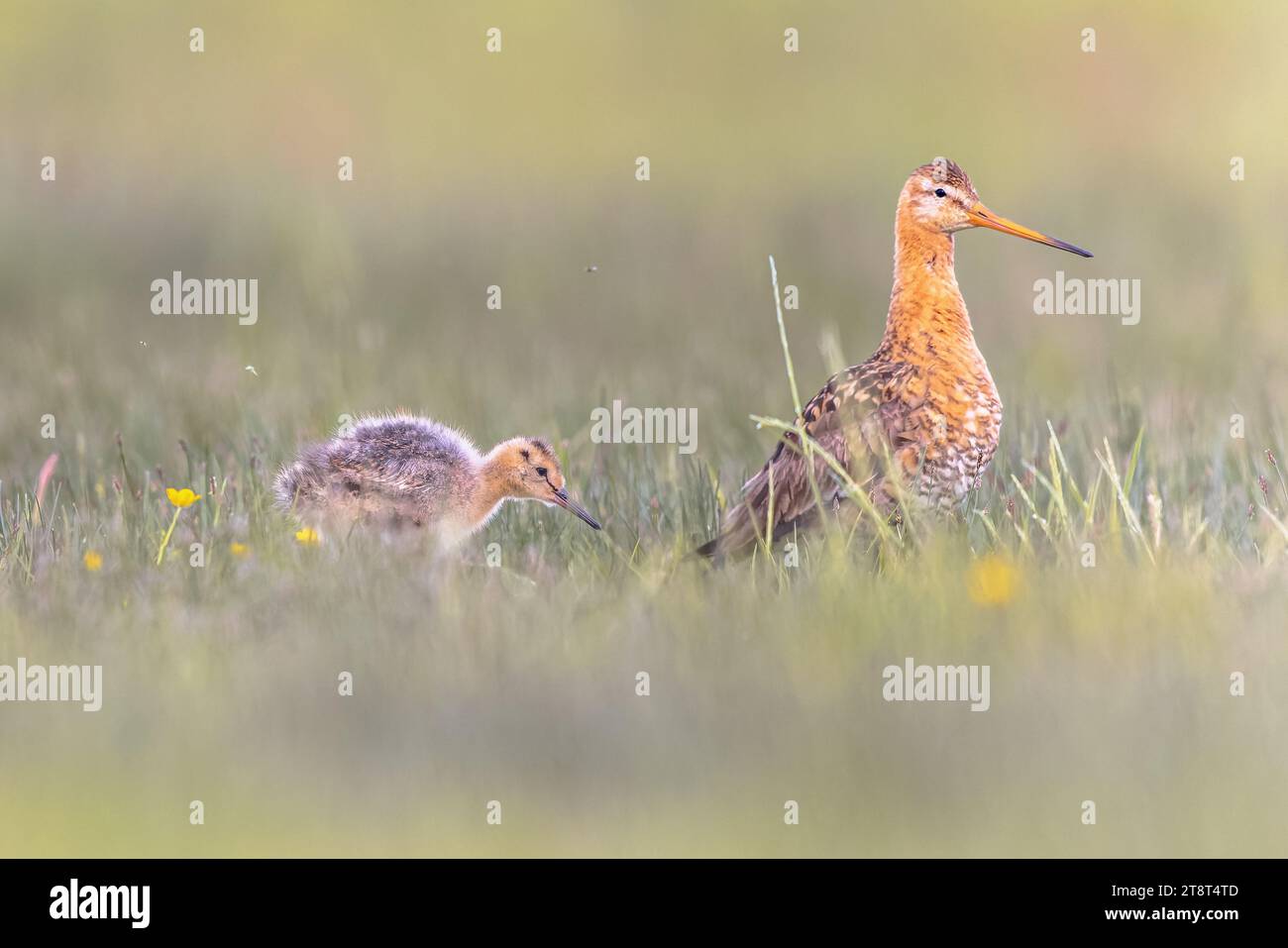 Black-tailed Godwit (Limosa limosa) wader bird in field with chick. Hatchlings of meadow bird forage for their own food. Parents are guarding. Wildlif Stock Photo