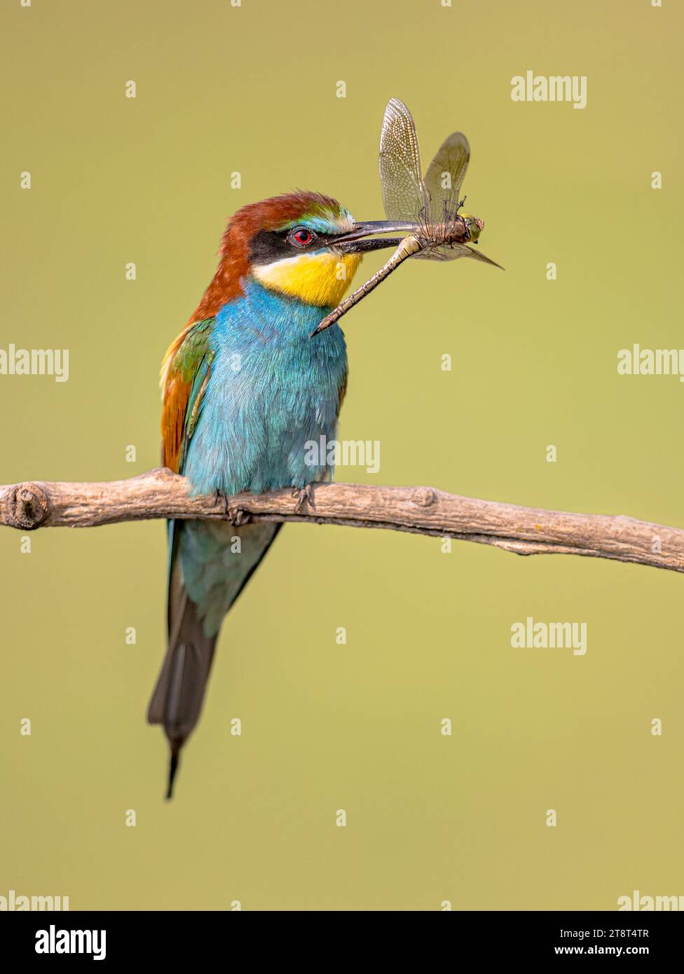 European Bee-Eater (Merops apiaster) perched on Branch with dragonfly in bill near Breeding Colony. This bird breeds in southern Europe and in parts o Stock Photo