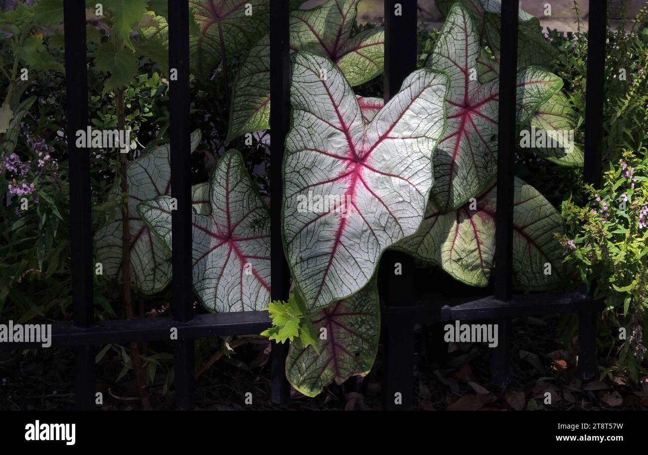 Caladium, Caladium is a genus of flowering plants in the family Araceae. They are often known by the common name elephant ear, heart of Jesus, and angel wings. There are over 1000 named cultivars of Caladium bicolor from the original South American plant Stock Photo