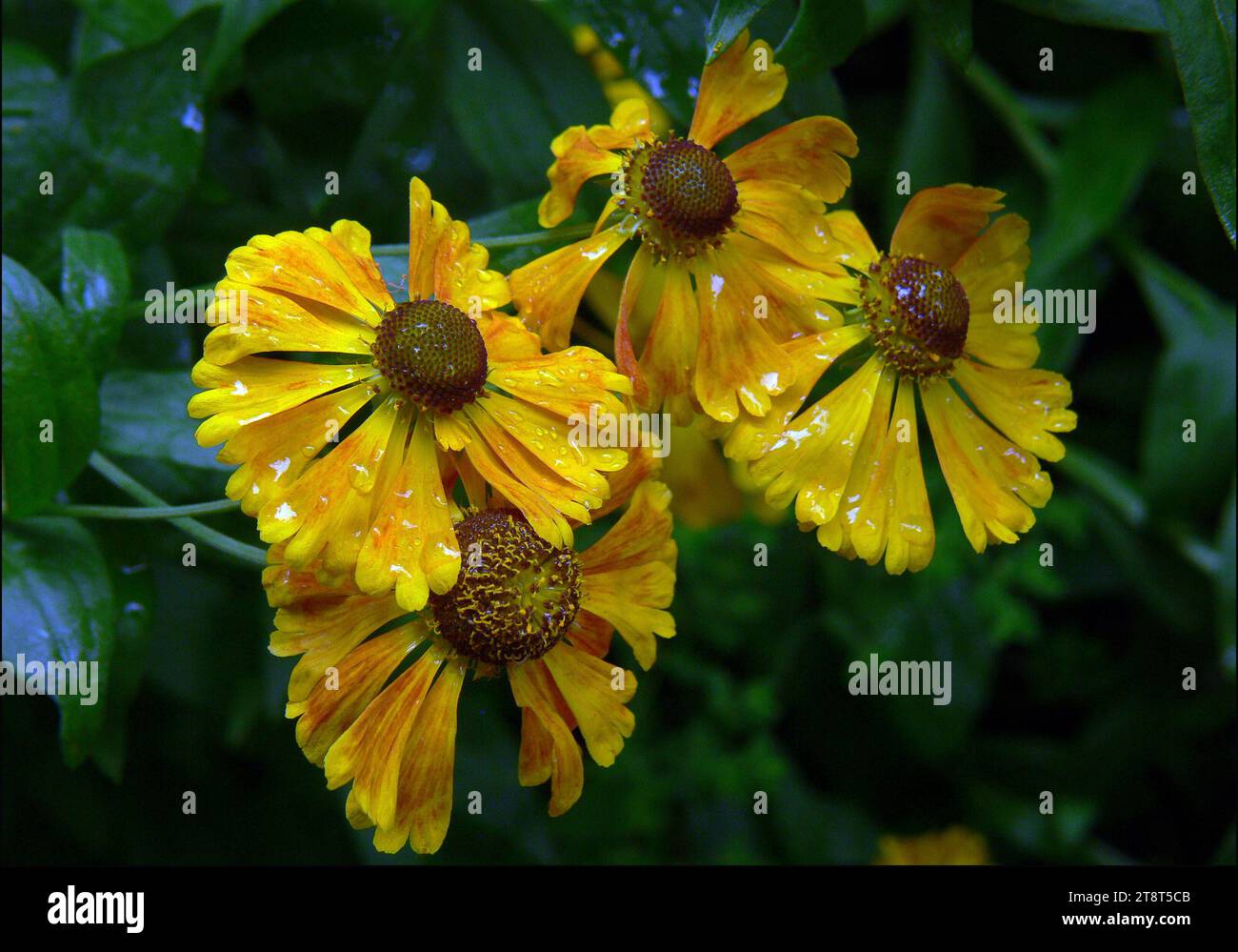 Dunked daisies, Daisies are full of surprises. They belong to one of the largest plant family and make up 10 percent of the world's flowering plants Stock Photo