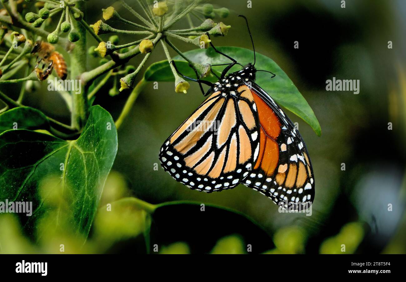 Monarch, Amazing what a small compact point and shoot camera can do ...