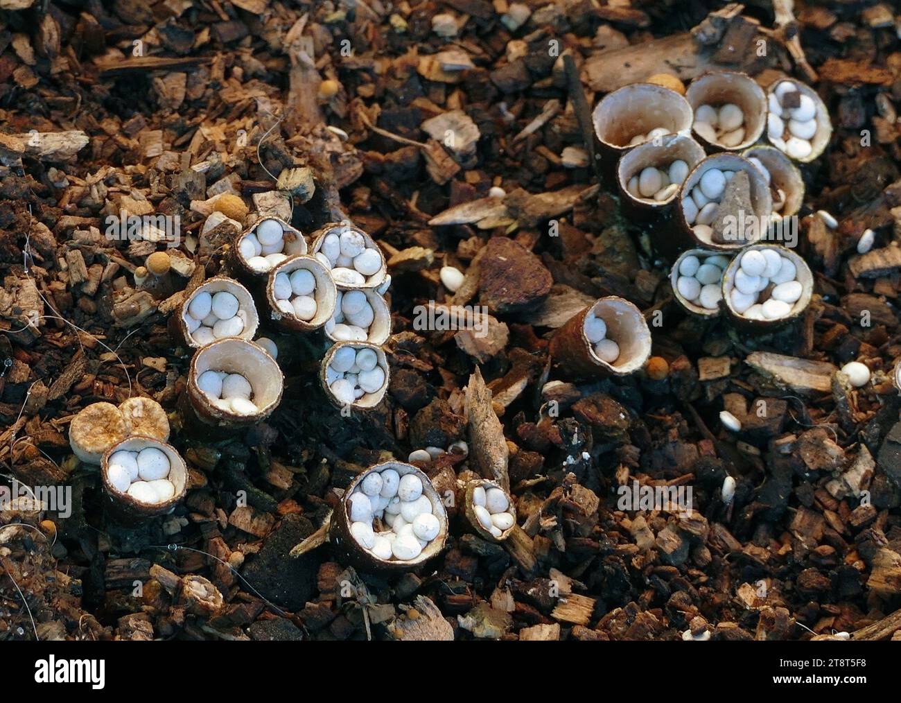 Bird's nest fungi.(Nidulariaceae), Bird's nest fungi are a small group