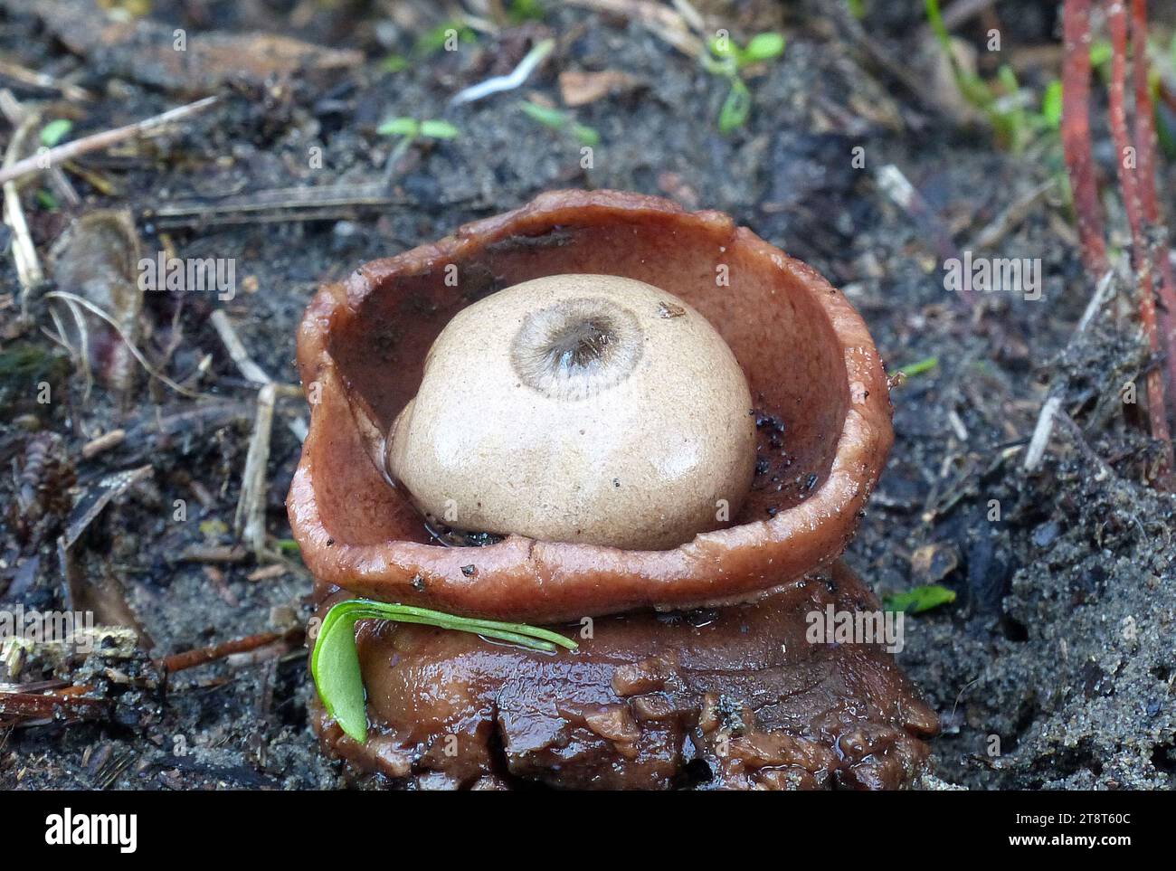 Earthstar, Geastrales is an order of gasterocarpic basidiomycetes that are related to Cantharellales. The order contains the single family Geastraceae, commonly known as 'earthstars', which older classifications had placed in Lycoperdales, or Phallales Stock Photo