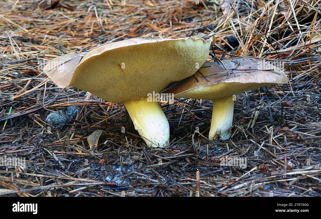 Boletus, Boletus is a genus of mushroom-producing fungi, comprising over 100 species. The genus Boletus was originally broadly defined and described by Carl Linnaeus in 1753, essentially containing all fungi with hymenial pores instead of gills Stock Photo
